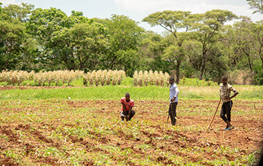 Farm Extension Services Malawi